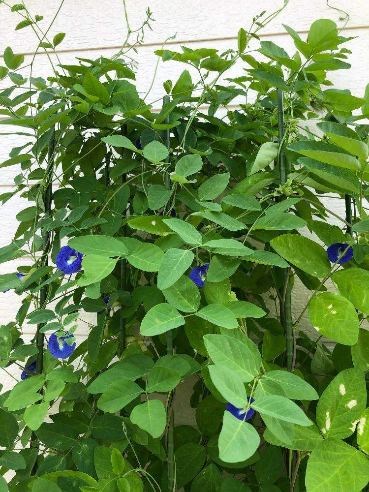 バタフライピー日記 Greensnap グリーンスナップ