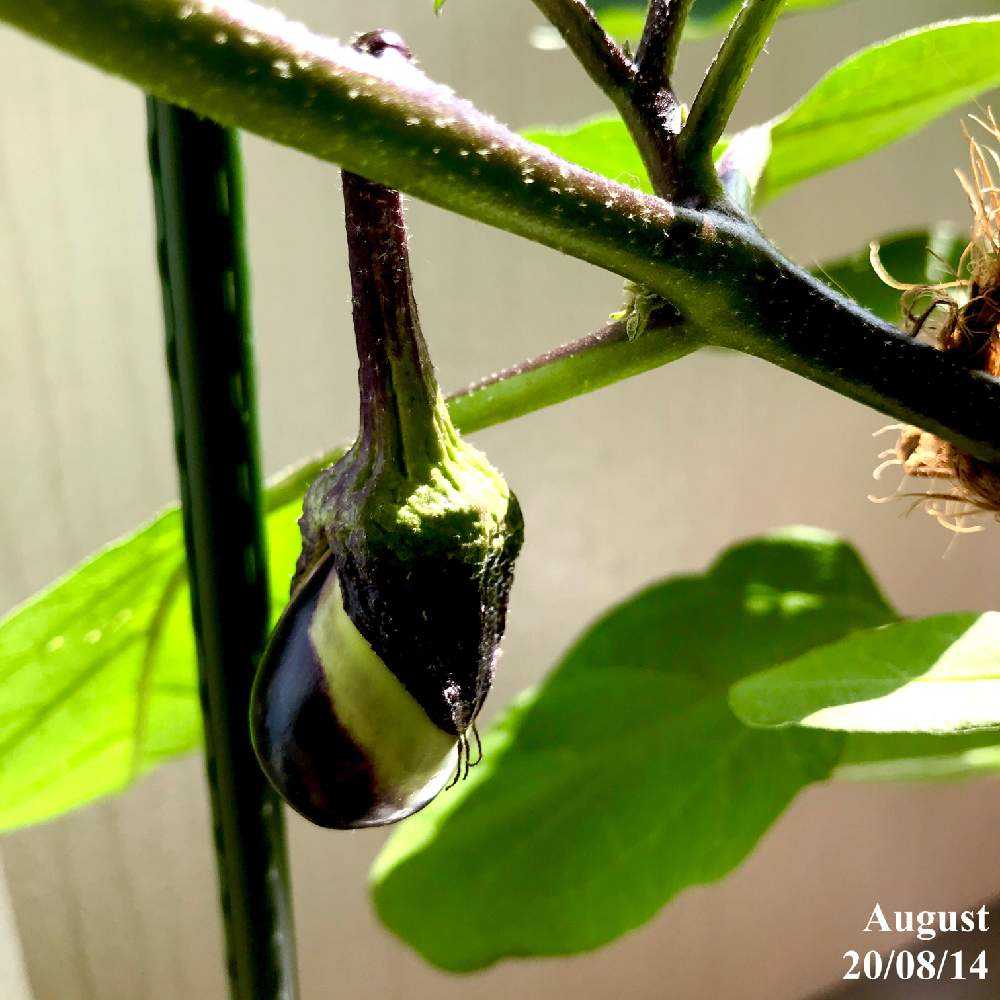 長ナスの水耕栽培記録 Greensnap グリーンスナップ