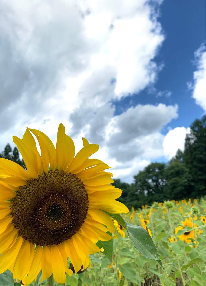 ひまわりの投稿画像 By もりもりさん 花のある暮らしと猪苗代ハーブ園と花 花 花と夏の象徴と花のある暮らしと猪苗代ハーブ園と花 花 花と夏の象徴 月8月14日 Greensnap グリーンスナップ Greensnap グリーンスナップ