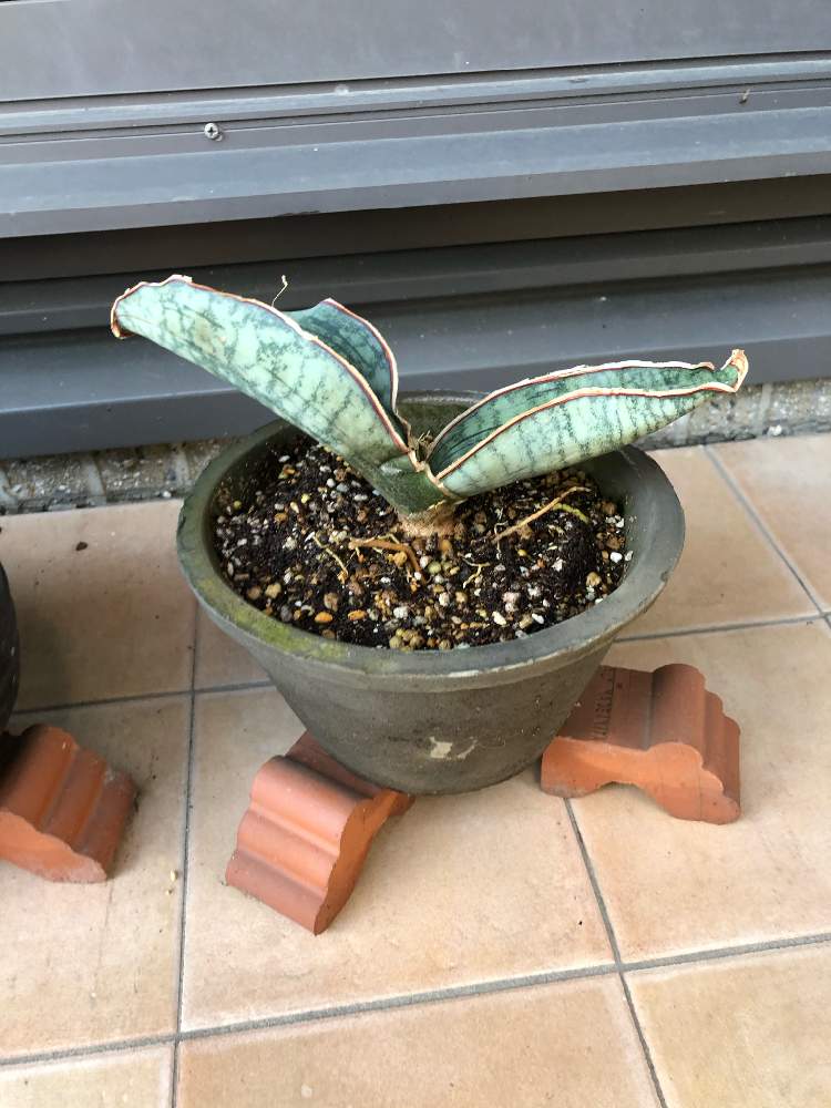 サンスベリア シルバーブルーの投稿画像 By ムトゥーsunさん 久山植木とテラスと夏型と久山植木と夏型 月8月14日 Greensnap グリーンスナップ Greensnap グリーンスナップ