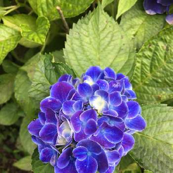 この色も好きー♡の画像 by musubiさん | お出かけ先と紫陽花といい感じ♡とこの色も好きと絶対、綺麗。と紫陽花大好きときれ～い❤とスマホで撮影とこの色も好きー♡