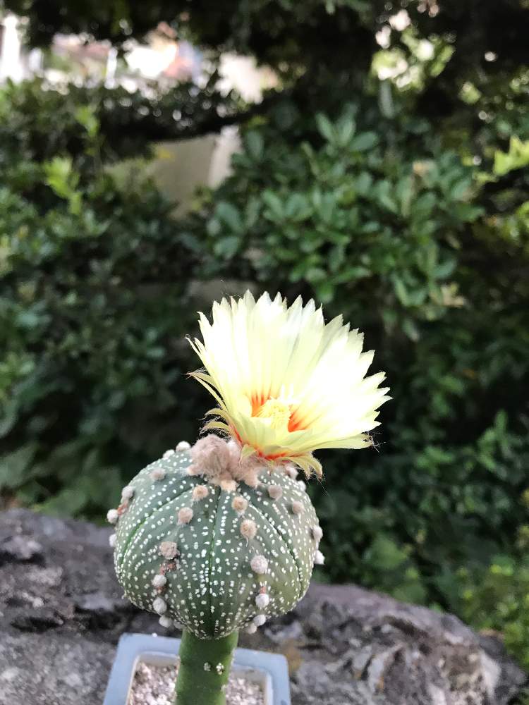 花のある暮らしの投稿画像 By ほっすいめしさん 多肉女子と兜丸の花とトットシーンズさん 月8月14日 Greensnap グリーンスナップ