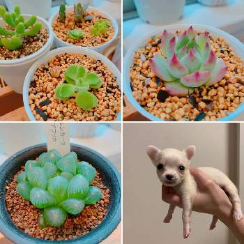 犬 チワワ きなこの投稿画像一覧 Greensnap グリーンスナップ