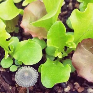 プランター野菜,自家製野菜,プランター菜園,ベランダ菜園,きのこの画像