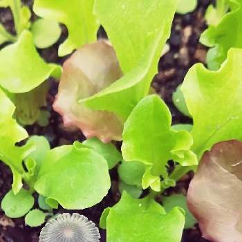 大根,ニンニクの画像