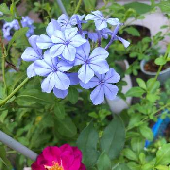 ミッドナイトブルーの画像 by ばなっちさん | ミッドナイトブルーとルリマツリ(プルンパーゴ)とばら バラ 薔薇とお気に入り♡ときれいとバラ 鉢植えと鉢植えといい香りと薔薇♪と紫の花と大好きなバラ♡