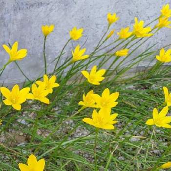 ゼフィランサス 黄色 の投稿画像一覧 Greensnap グリーンスナップ