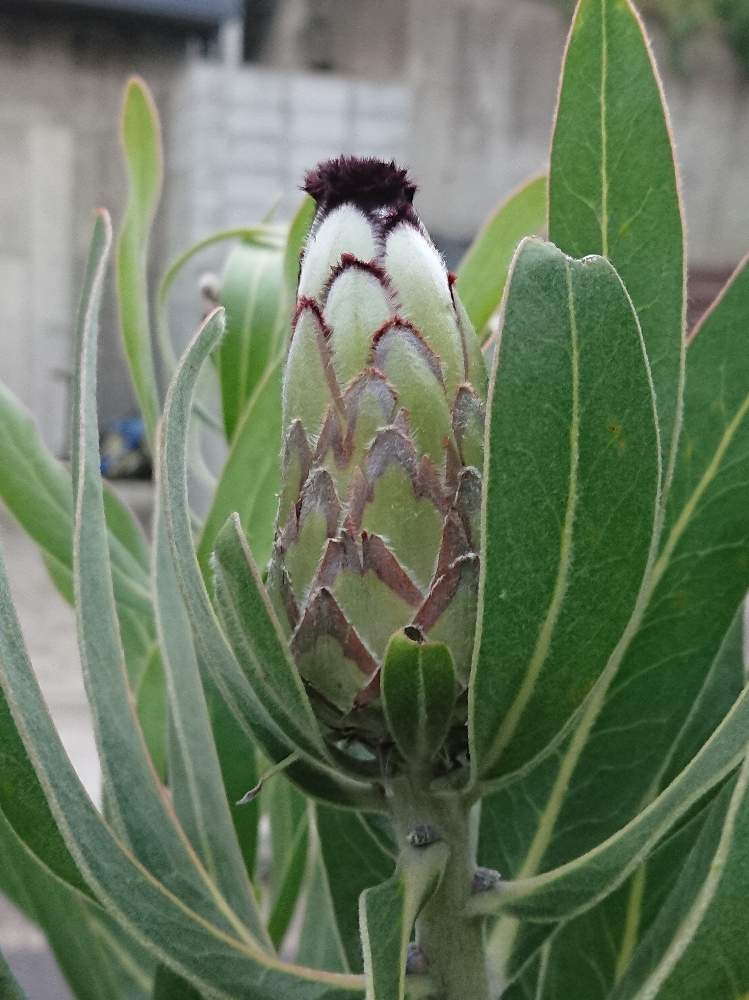 70％OFF クリームミンク 鉢植え 7号 苗 プロテア 大苗 希少 植物/観葉 