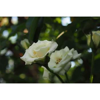 緑光（バラ）の画像 by 我楽多さん | 小さな庭と緑光（バラ）と８月の花とOM-D E-M1ⅡとOLY 17mm F1.2とバラ・二番花