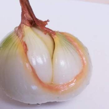 ブラックベリーの画像