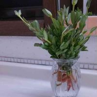 ポーチュラカ,多肉植物,挿し芽,スベリヒユ科,洗面所の画像