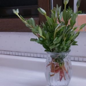 ポーチュラカ,多肉植物,挿し芽,スベリヒユ科,洗面所の画像
