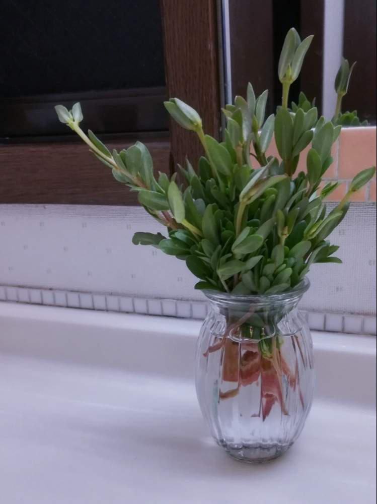ポーチュラカの投稿画像 By Tomさん 挿し芽と花瓶入れただけと洗面所とスベリヒユ科とスベリヒユ属とガラスの花瓶と小さい花瓶と百均花瓶 月8月14日 Greensnap グリーンスナップ