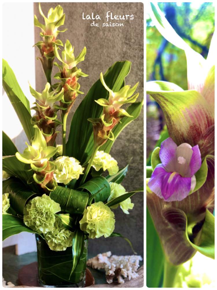 カーネーションの投稿画像 By ララフルールさん クルクマと花言葉と花のある暮らしとお祝い花とビタミン F 月8月15日 Greensnap グリーンスナップ