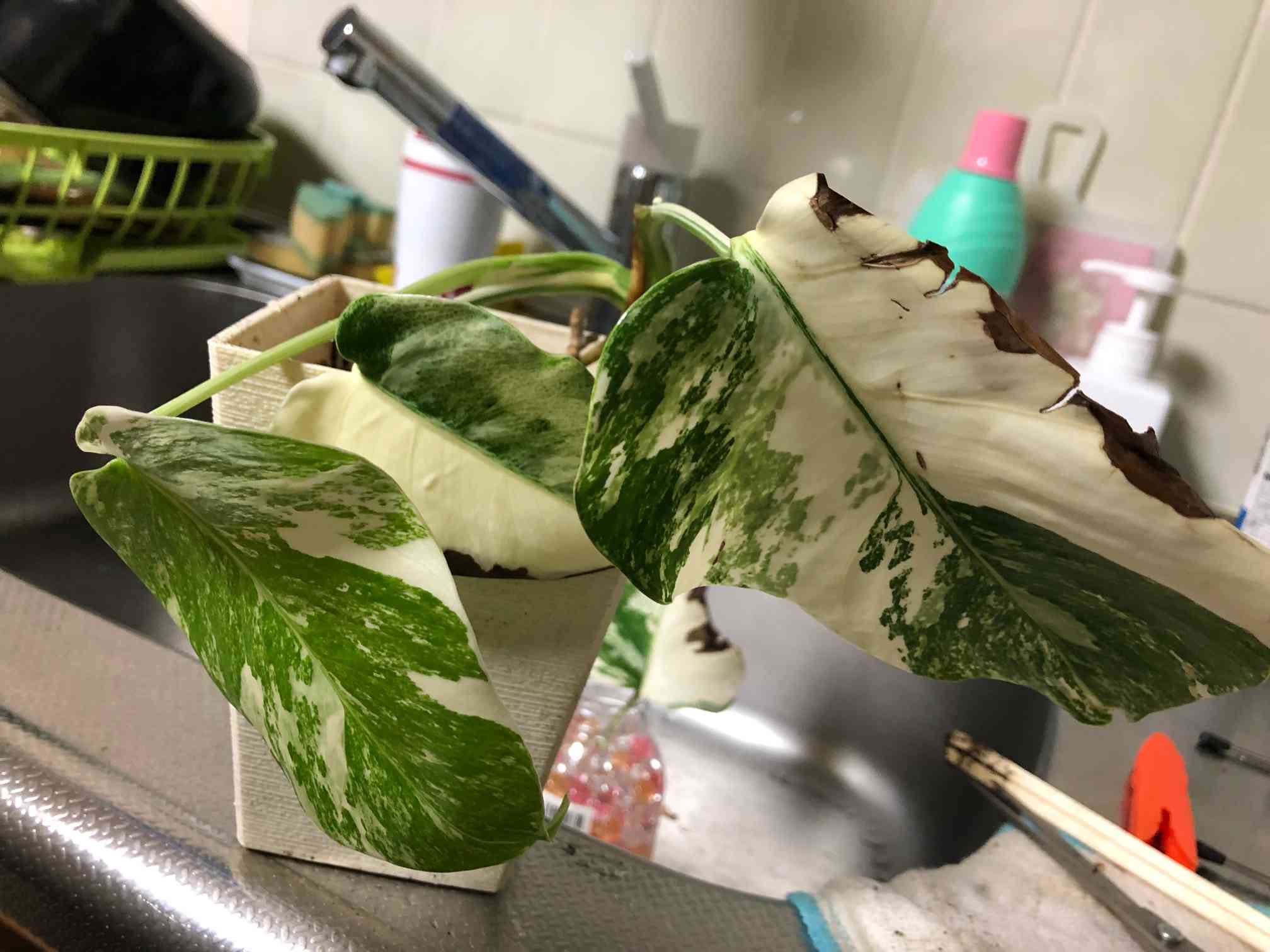 ☆斑入りモンステラ☆茎挿し篇｜🍀GreenSnap（グリーンスナップ）