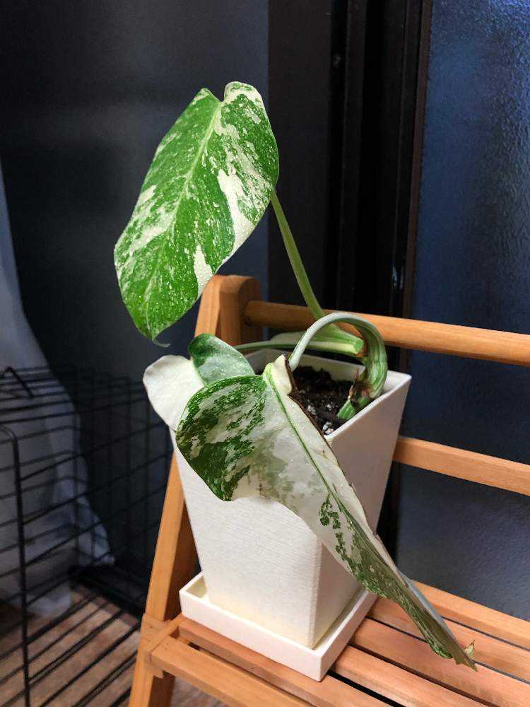 黄 斑入り モンステラ 茎伏せ発根済② - 植物/観葉植物