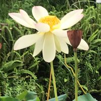 ハス,東品川海上公園屋上庭園,こんな時こそ花を,医療現場の人々に感謝,ハス(^^)の画像