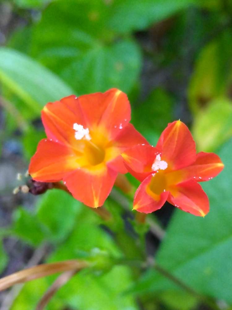 マルバルコウ つる性の投稿画像 By お伽草詩さん 蔓性の植物と橙色の花と散歩道と雑草と小さな花と蔓性の植物と橙色の花と散歩道と雑草と小さな花 月8月15日 Greensnap グリーンスナップ Greensnap グリーンスナップ