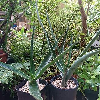 アロエ・バイネシーの画像 by botanicallifeさん | バルコニー/ベランダとアロエ・バイネシーとアロエ バイネシー（バーバラエ）とアロエ バイネシーとアロエ バーベラエとアロエ バオンベとアロエ属とアロエ愛好会とbota's Aloe
