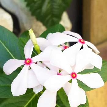 プチ花壇の投稿画像一覧 Greensnap グリーンスナップ