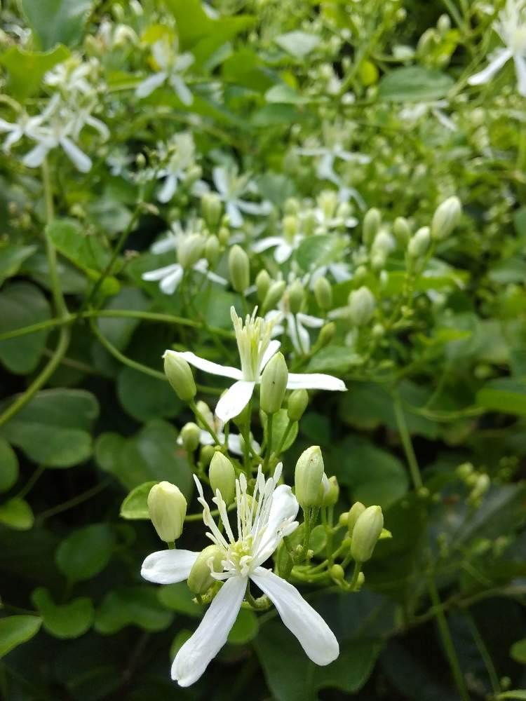 センニンソウの投稿画像 By 道標さん 蔓性の植物と散歩道と雑草と白い花と小さな花 月8月15日 Greensnap グリーンスナップ