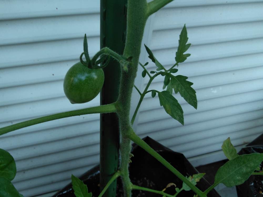 スーパーのミニトマトの種からの栽培記録 ７ 8月16日 日 追記 Greensnap グリーンスナップ