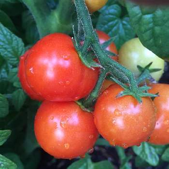 プチトマト♡の画像 by noripさん | 広い庭と今日の収穫とプチ家庭菜園とおうちde菜園とプチトマト♡とアメリカ コロラド