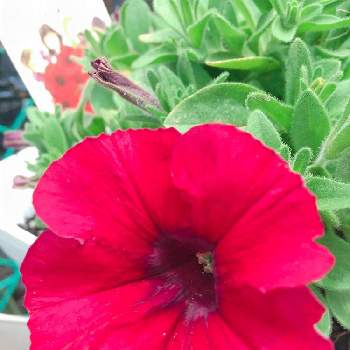 猛暑に負けずの画像 by ラ♡ミントさん | 小さな庭とみどりのある暮らしと真っ赤な花と我が家の花達とド真ん中の日と#ガーデニングと猛暑に負けずと素敵な1日をとサフィニアJAPANレッド