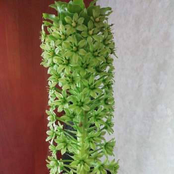 パイナップル ツリーの投稿画像一覧 Greensnap グリーンスナップ