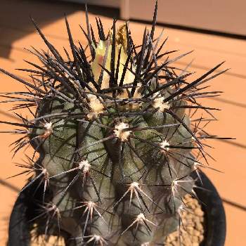 接ぎ降ろしの投稿画像一覧 Greensnap グリーンスナップ