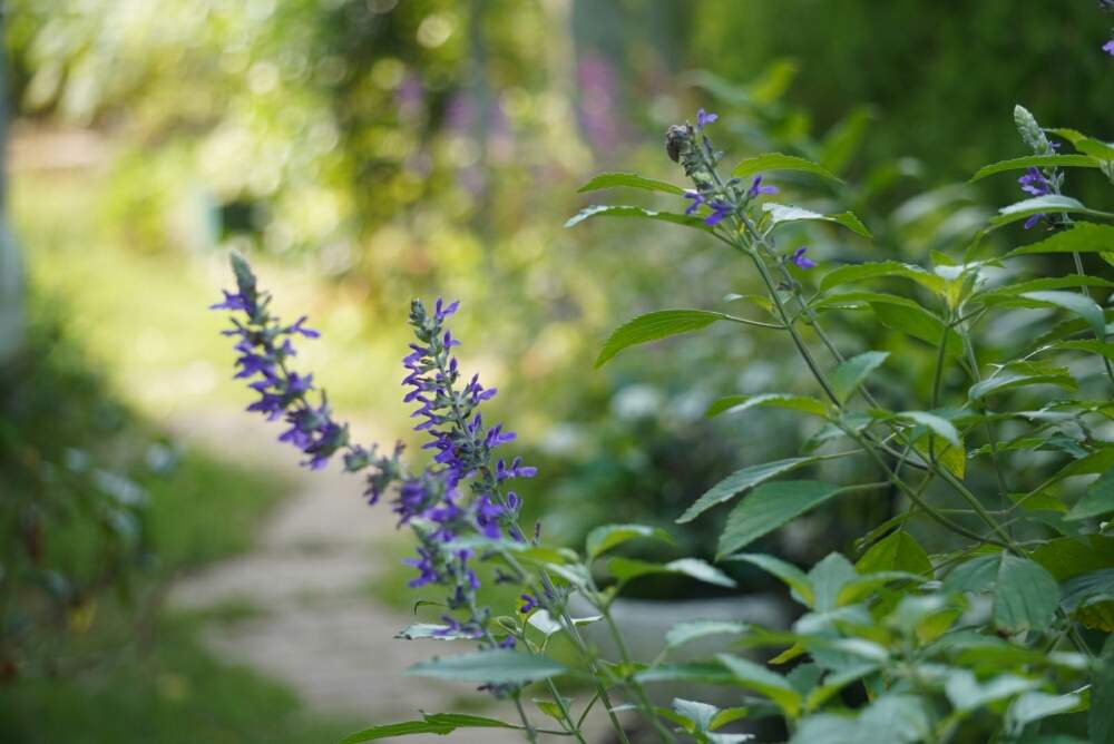 夏 ナチュレの庭 宿根草 小さな草花たち Greensnap グリーンスナップ