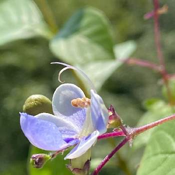 ブルーバタフライフラワーの投稿画像一覧 Greensnap グリーンスナップ