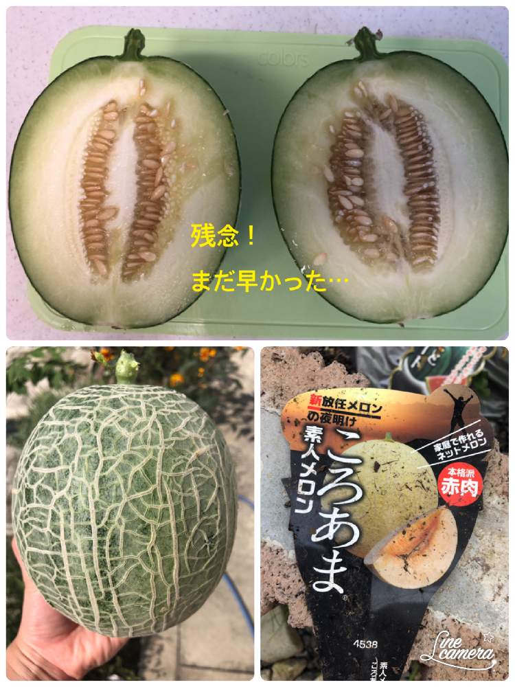 素人メロン ころあまの投稿画像 By Maaさん おうちde菜園と今年初と夏野菜収穫物とおうち園芸と収穫と夏野菜と小玉 メロン 月8月15日 Greensnap グリーンスナップ