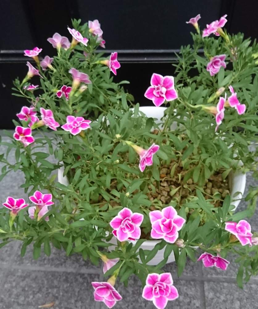 スーパーベル ダブルピンクリップルの投稿画像 By ジェシカmmさん 小さな庭と夏の花とおうち園芸と小さな庭からと初めての夏越しと切り戻しと夏の花 とおうち園芸と小さな庭からと初めての夏越しと切り戻し 月8月15日 Greensnap グリーンスナップ