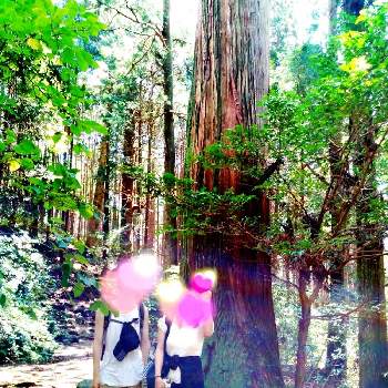 樹木 杉の木の画像 by えみちんさん | お出かけ先と杉の木と美しいとハイキング・登山と癒される♡と樹木 杉の木