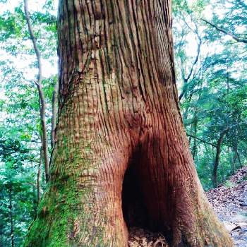 樹木 杉の木の画像 by えみちんさん | お出かけ先と杉の木と癒される♡とハイキング・登山と美しいと苔(こけ)と樹木 杉の木