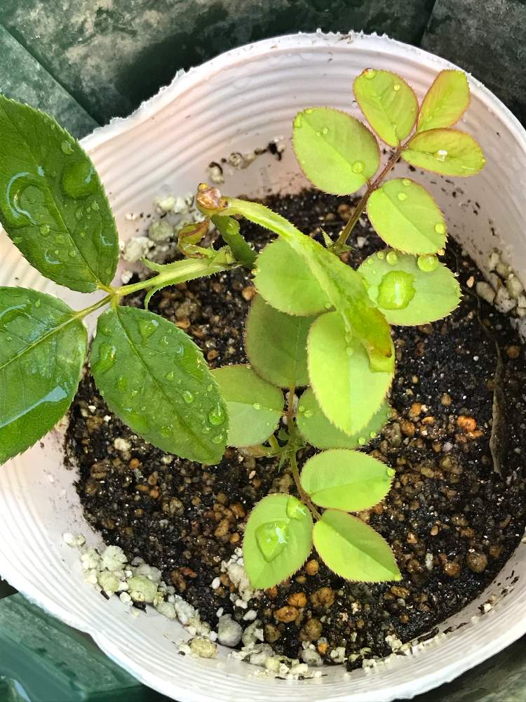 バラ シャリマーの投稿画像 By のりさん ばら バラ 薔薇と庭の花とマイガーデンと挿し木とおうち園芸と成長記録と花のある暮らしとかわいいとばら 薔薇 バラとバラ ミニバラとばら 挿し木 月8月15日 Greensnap グリーンスナップ