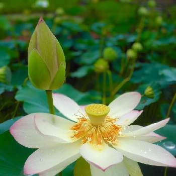 ウットリの画像 by kane flowerさん | お出かけ先と蓮の花とハスと埼玉県とウットリと2013年7月