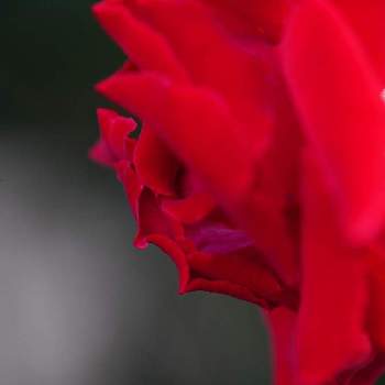 ベルサイユのバラ♪の画像 by quattroさん | お出かけ先とばら バラ 薔薇とお写んぽとお写ん歩と京成バラ園とコロナに負けるな！とベルサイユのバラ♪