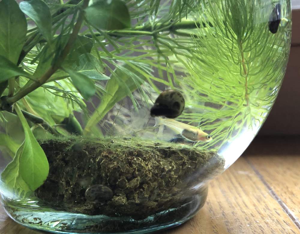 マツモの投稿画像 By Minさん ミズユキノシタと水草とメダカとメダカ鉢と部屋と水草とメダカとメダカ鉢 月8月15日 Greensnap グリーンスナップ Greensnap グリーンスナップ