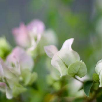 ブーゲンビリア 白の投稿画像一覧 Greensnap グリーンスナップ