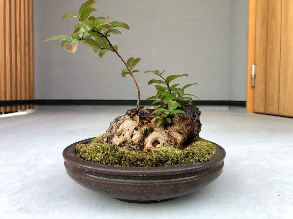 百日紅の投稿画像 By ウメケソさん 盆栽と小品盆栽と雑木盆栽 月8月15日 Greensnap グリーンスナップ