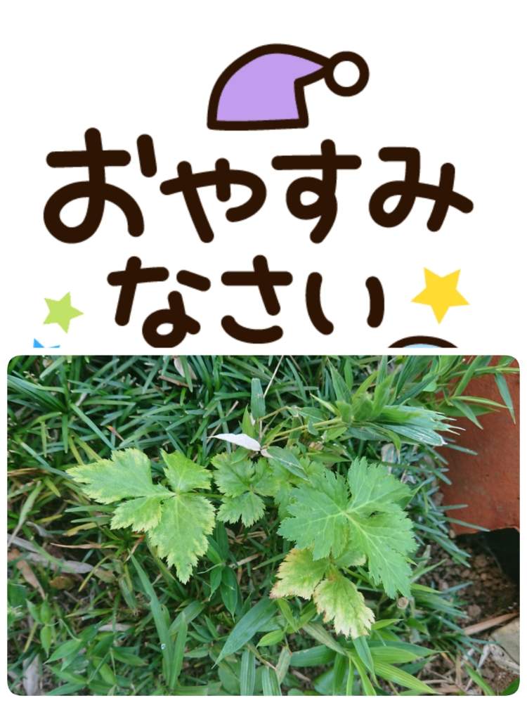 家庭菜園の投稿画像 By 苺さん おうち園芸とおうちde菜園と三つ葉の栽培 月8月15日 Greensnap グリーンスナップ