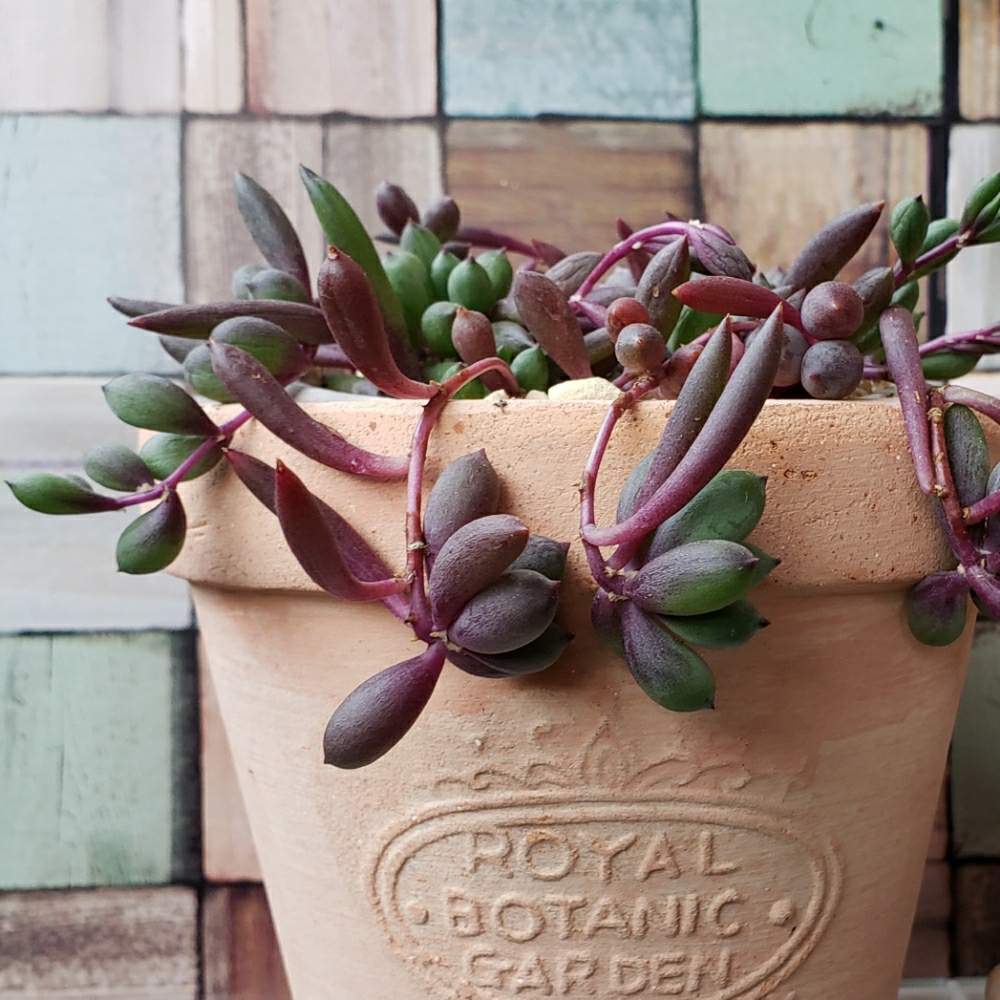 ルビーネックレスの投稿画像 By Erikoさん 多肉植物と緑のある暮らし 月8月15日 Greensnap グリーンスナップ