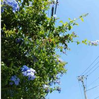 ルリマツリの画像