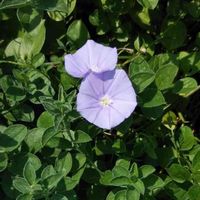 コンボルブルスの画像