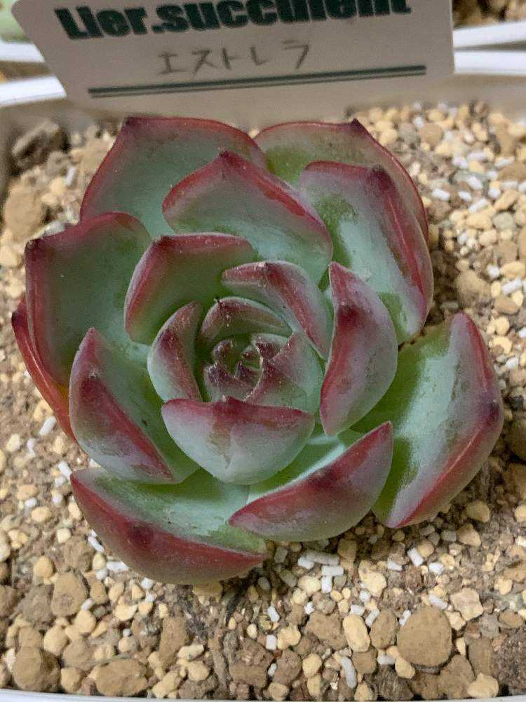 多肉植物 アエオニウム White Copper 極上 - 通販 - nickhealey.co.uk