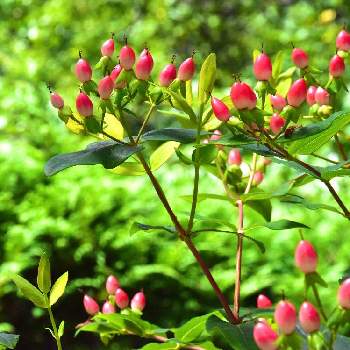 コボウズオトギリの実の投稿画像一覧 Greensnap グリーンスナップ