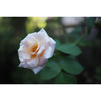 プリティレディ バラ の投稿画像一覧 Greensnap グリーンスナップ