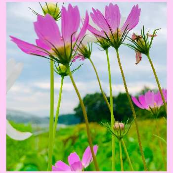秋桜2020の画像 by のばらさん | 畑と秋桜2020とGSのみなさんに感謝♡とおはようと朝の一枚と福島からのエールとピンクワールドへ ようこそ
